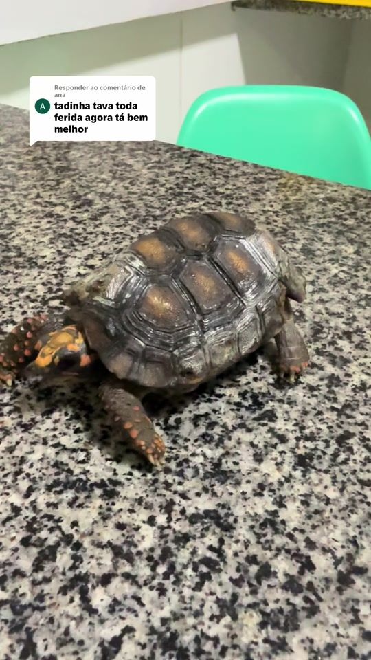 TikTok video thumbnail by petzoo_slz