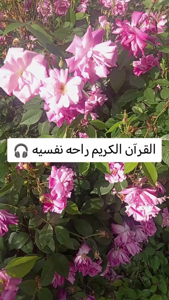 TikTok video thumbnail by mv___b67