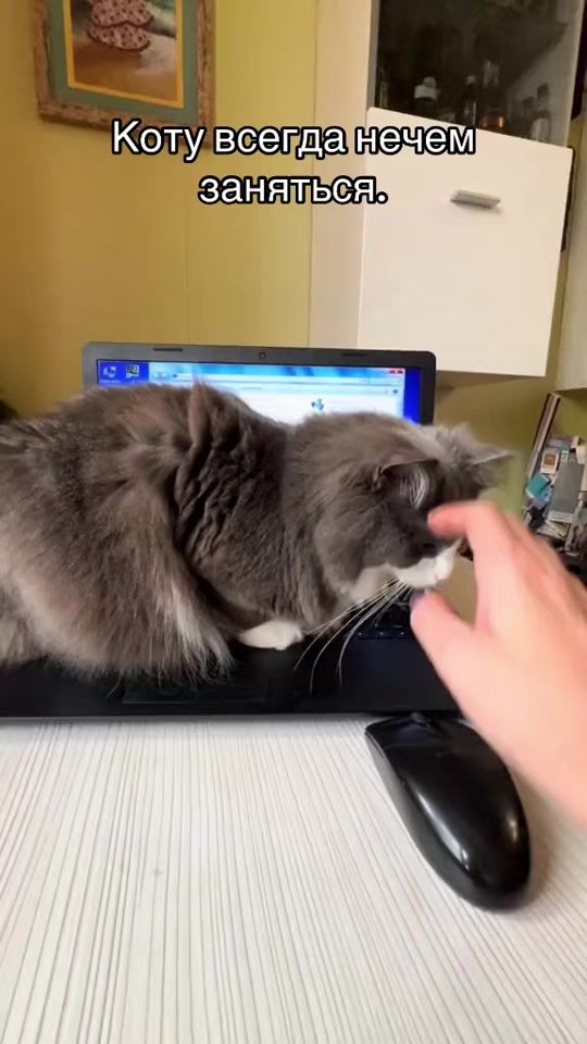 TikTok video thumbnail by mitiai_s