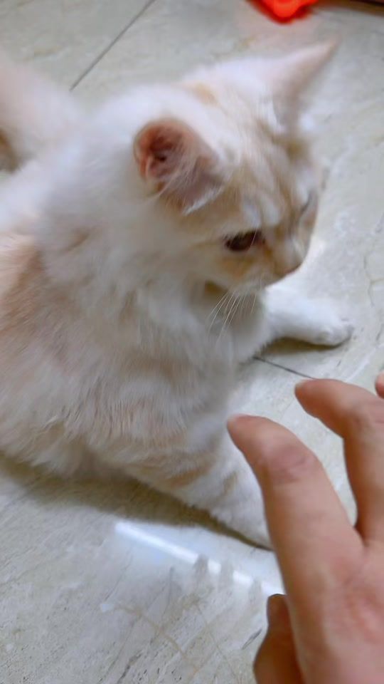TikTok video thumbnail by aih8125