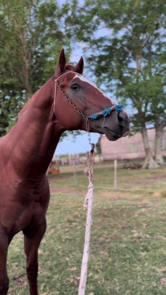 TikTok video thumbnail by nicolas_nelcis.201