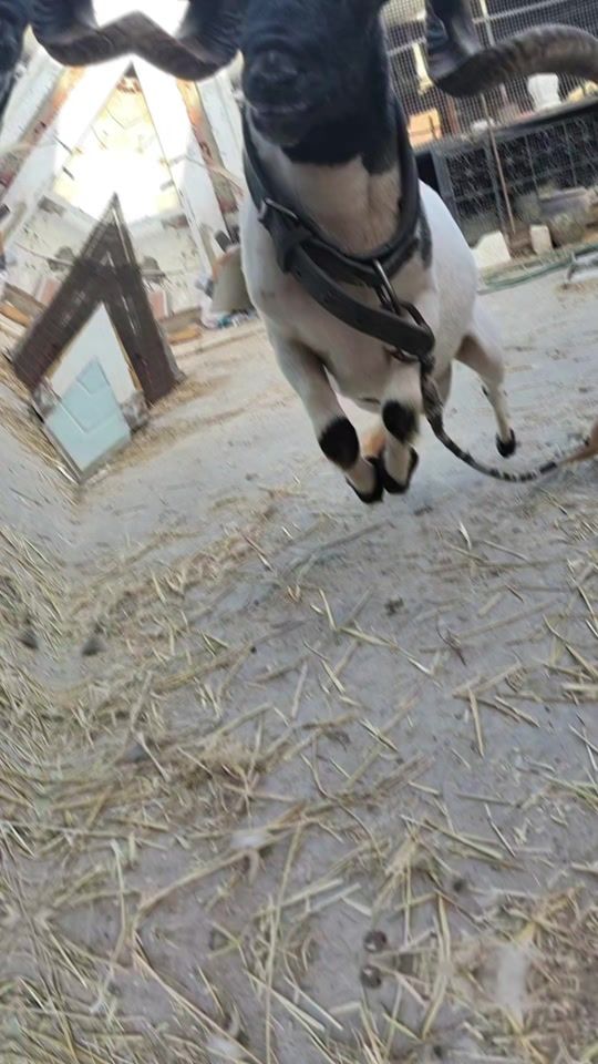 TikTok video thumbnail by bechirayari