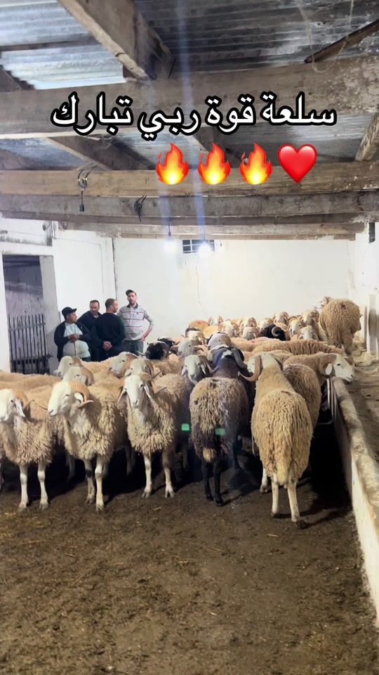 TikTok video thumbnail by fadi_dandoni.77