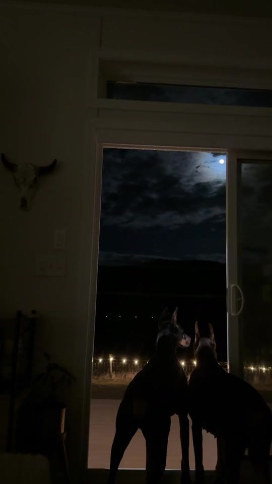 TikTok video thumbnail by bossthedoberman