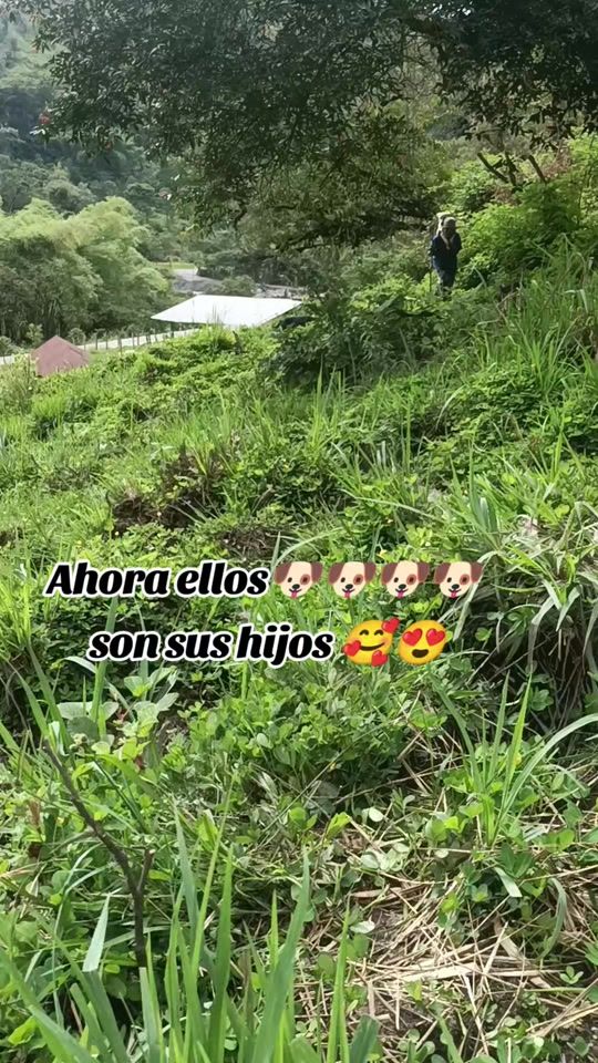 TikTok video thumbnail by mariaforeverliving134
