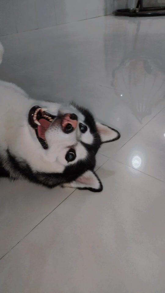 TikTok video thumbnail by hanaelanges