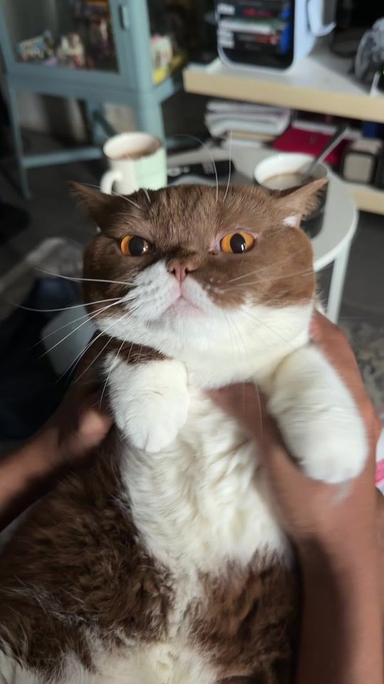 TikTok video thumbnail by kucingcoklats