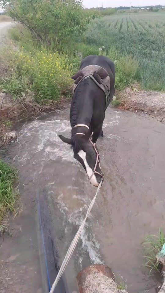 TikTok video thumbnail by user454490145525