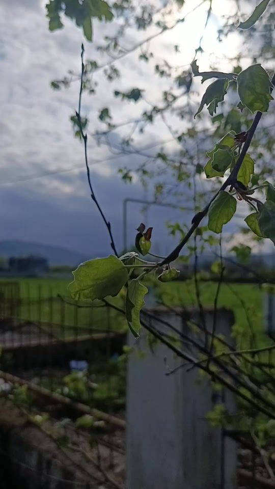 TikTok video thumbnail by iyun.27