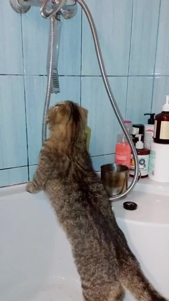 TikTok video thumbnail by njarchik