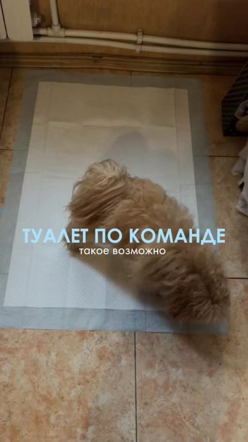 TikTok video thumbnail by kinolog_elenailinykh