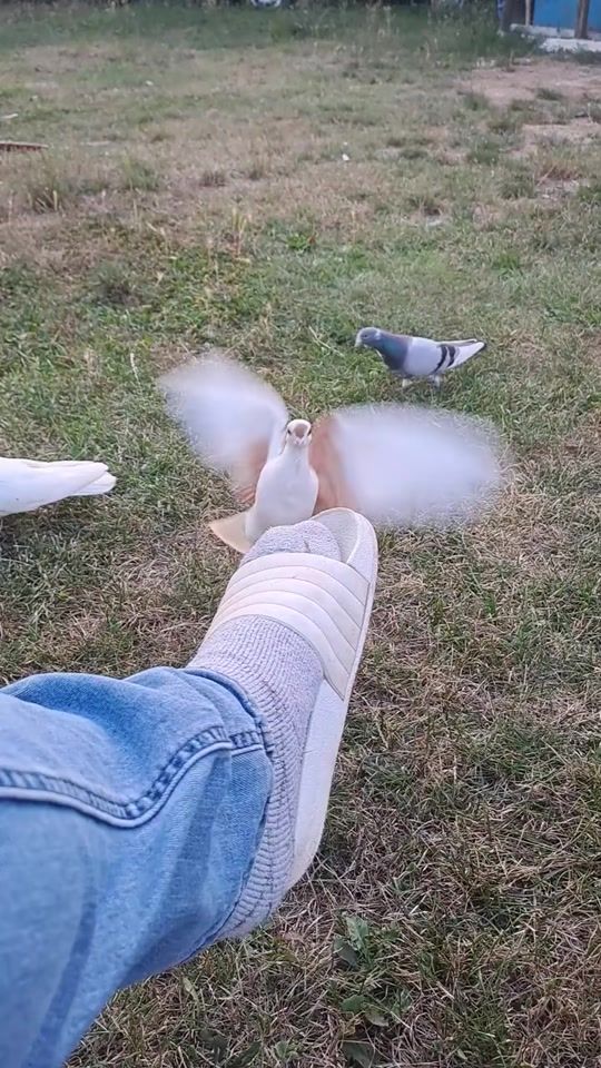 TikTok video thumbnail by tiplerat_e_viktorit
