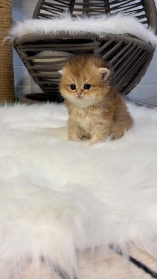 TikTok video thumbnail by limoncikcat
