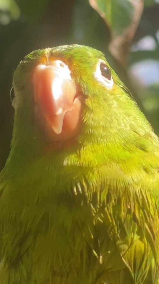 TikTok video thumbnail by piolin705