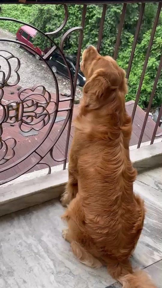 TikTok video thumbnail by manwithdogs2