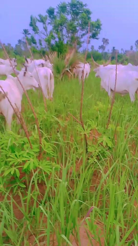 TikTok video thumbnail by ado.wankan.sallah
