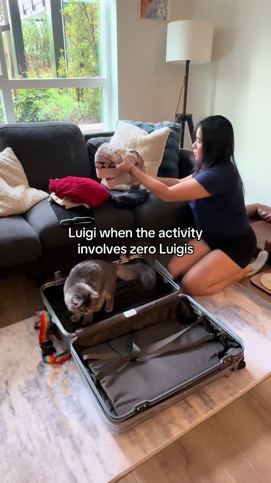 TikTok video thumbnail by phoebe.thescottishfold