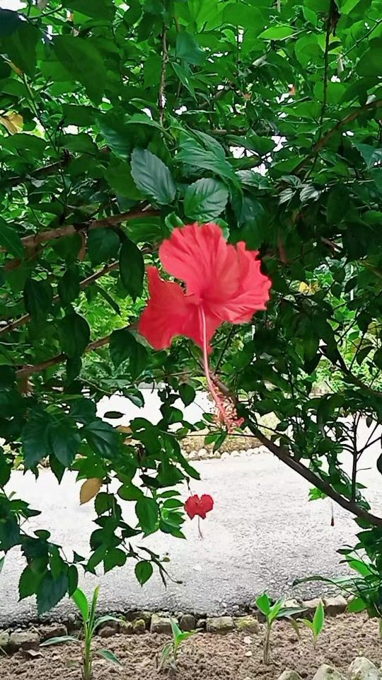 TikTok video thumbnail by soldierbd0