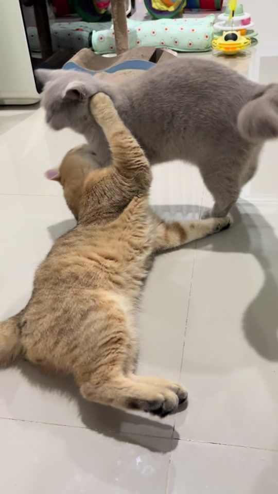 TikTok video thumbnail by suphak_o_o