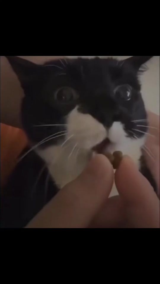 TikTok video thumbnail by dalia_dailia