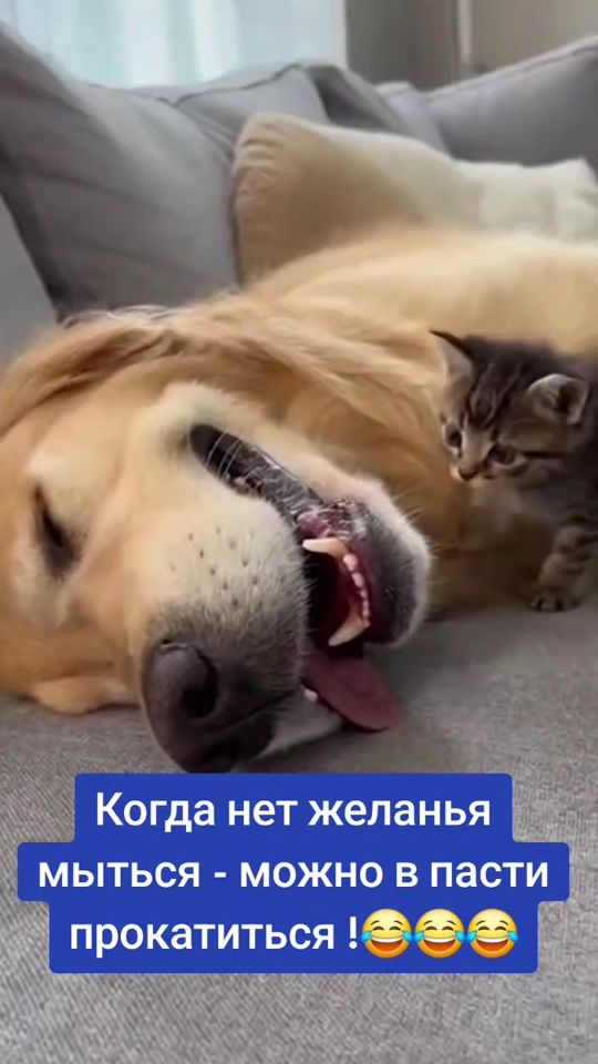 TikTok video thumbnail by kote277