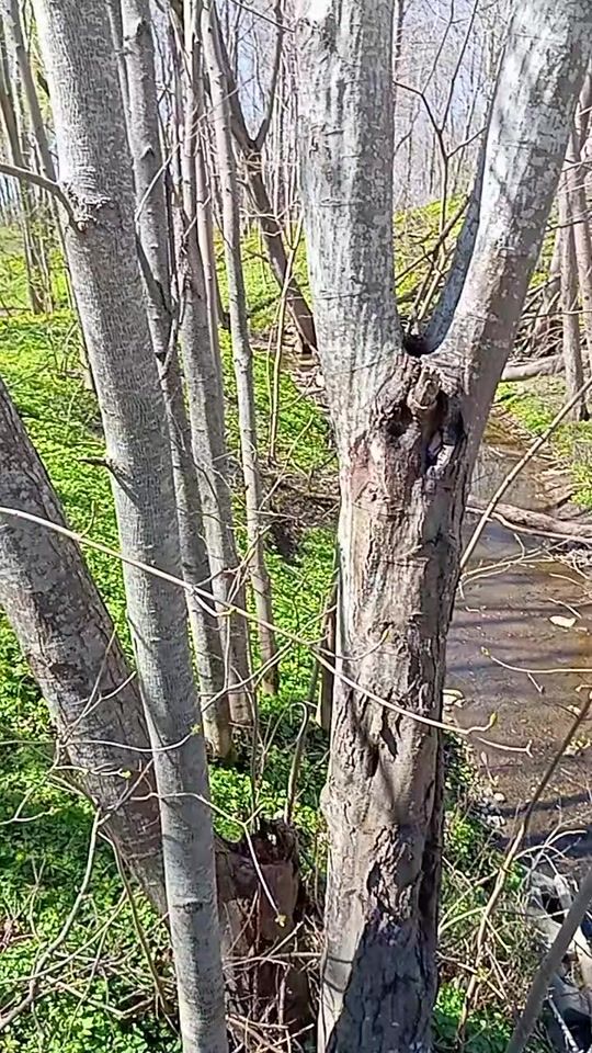 TikTok video thumbnail by user6680561265702