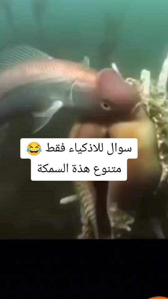 TikTok video thumbnail by smsm2nd