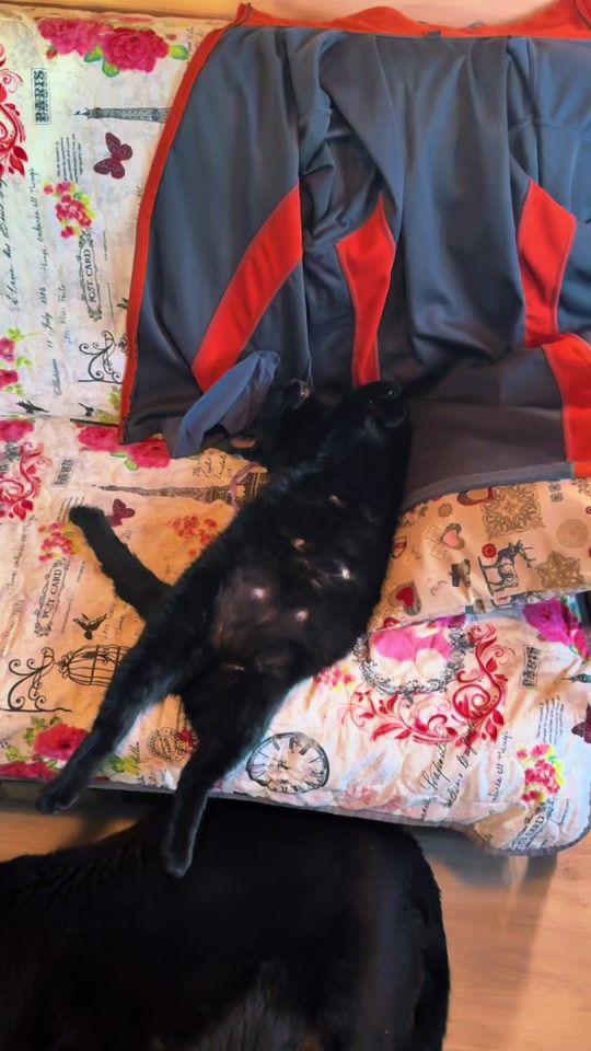 TikTok video thumbnail by dachnie_strasti