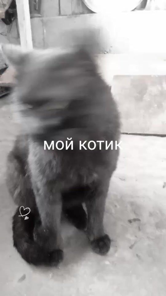 TikTok video thumbnail by user1241720384329