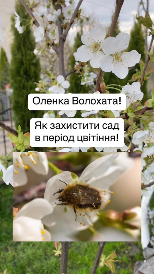 TikTok video thumbnail by samsobiagronom