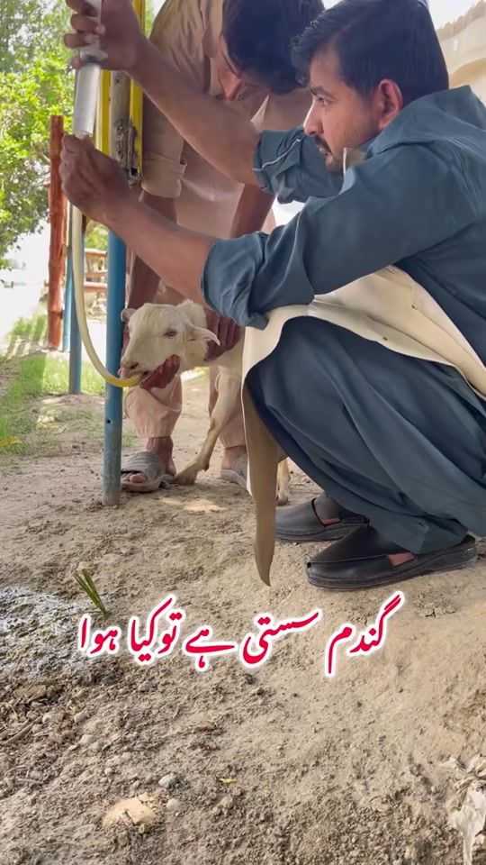 TikTok video thumbnail by vet.dr.mohsin