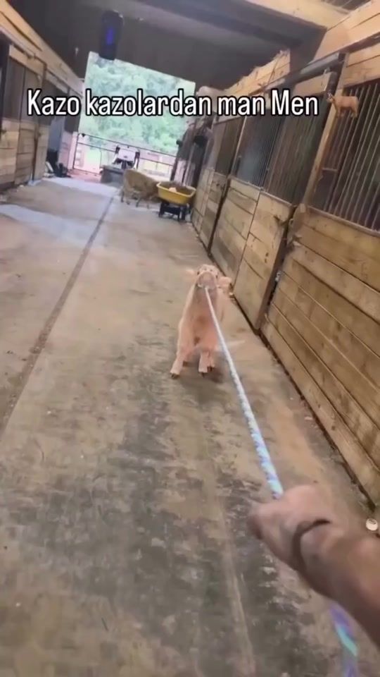 TikTok video thumbnail by joxa__.571