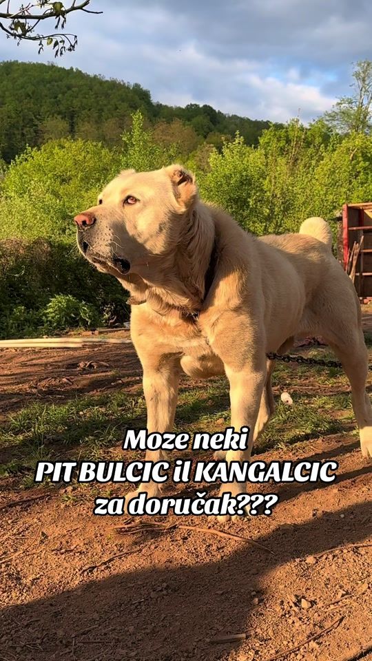 TikTok video thumbnail by ismir.kvakic