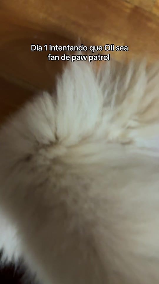 TikTok video thumbnail by angemigliazzo