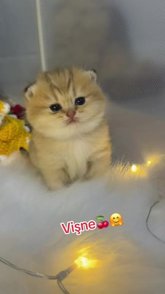 TikTok video thumbnail by limoncikcat