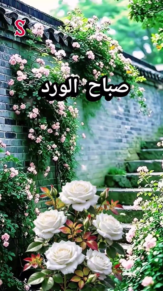 TikTok video thumbnail by suha38676