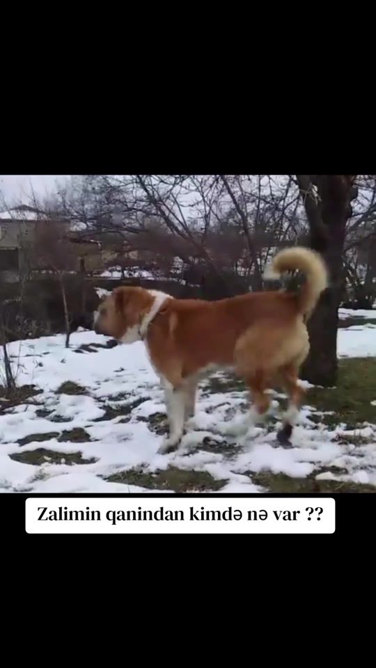 TikTok video thumbnail by volkadov_cina