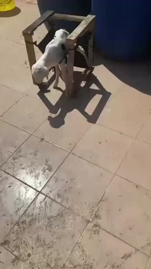 TikTok video thumbnail by cheriif_laaye