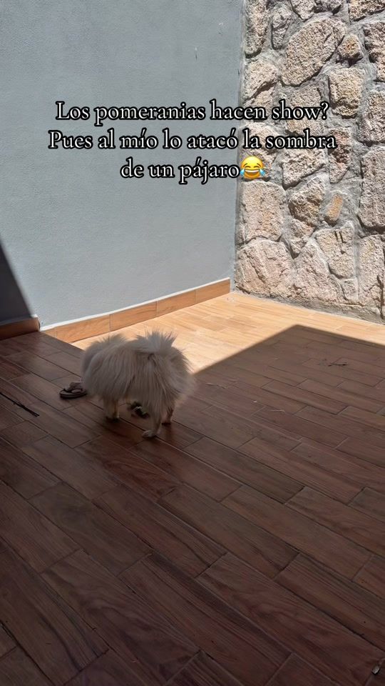 TikTok video thumbnail by soyangievargas