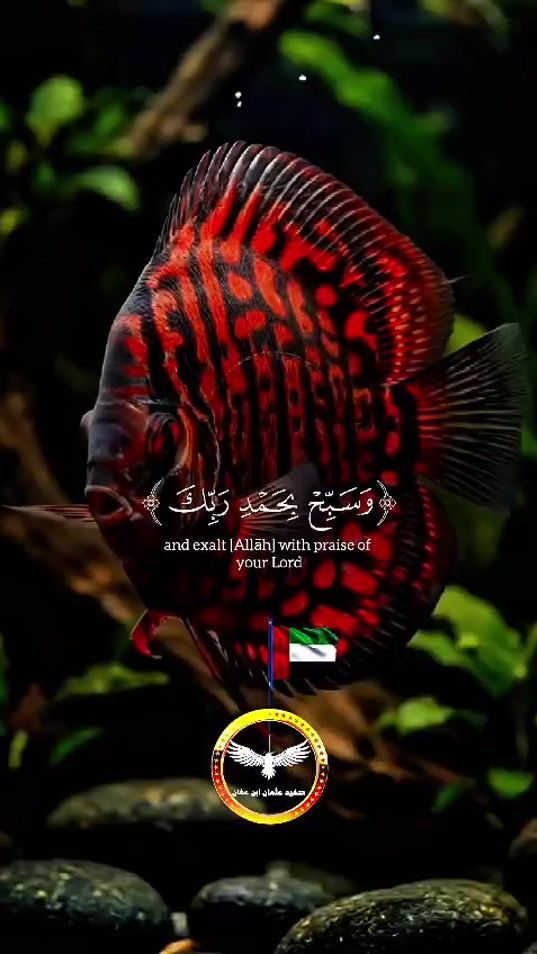 TikTok video thumbnail by hafeedosman
