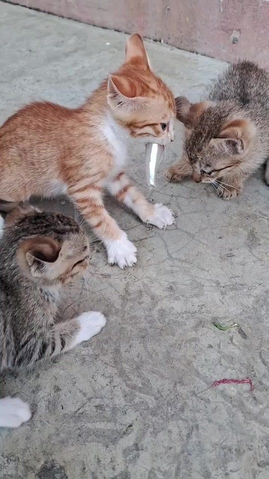 TikTok video thumbnail by b.rachid2