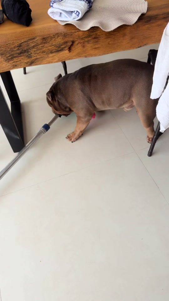 TikTok video thumbnail by spike_bully_