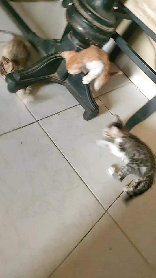 TikTok video thumbnail by emanelkady87
