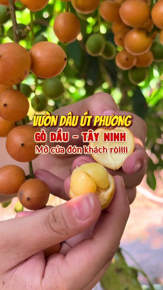 TikTok video thumbnail by motchuttayninh