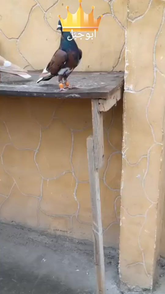 TikTok video thumbnail by ziadabojabal