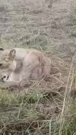 TikTok video thumbnail by animals_kingdom33