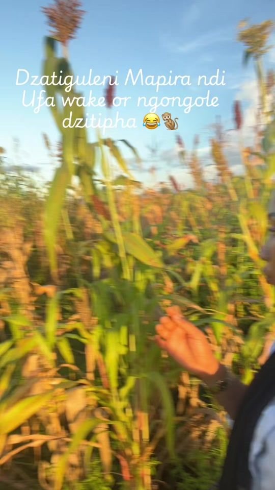 TikTok video thumbnail by phemidah0