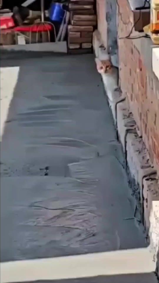 TikTok video thumbnail by lorch21_