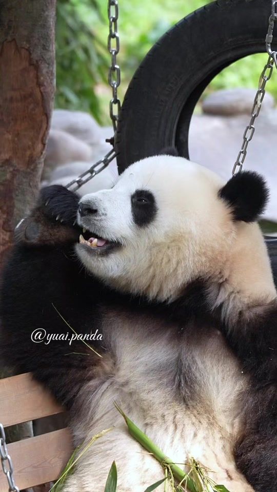 TikTok video thumbnail by yuai.panda