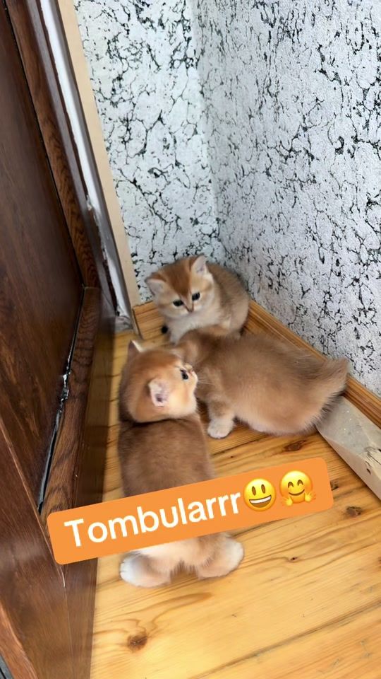 TikTok video thumbnail by limoncikcat